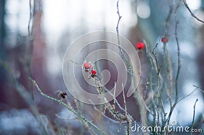 Dogrose in winter forest. Red flower. Wild rose. Snow â„ï¸ Stock Photo